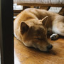 Sleeping Dog Piano