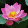 lotus flower