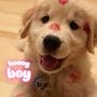 Honey Boy (Explicit)