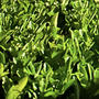 The Green Block