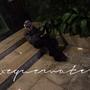 xeque-mate (feat. crisbololo) [Explicit]