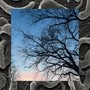 Frontal_Cortex (Explicit)