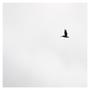 OISEAUX (Explicit)