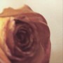 Thorns and Petals (Explicit)