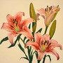 Lilies