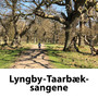 Lyngby-Taarbæk sangene