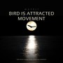 Bird is Attracted Movement (Intro Album)