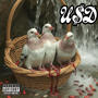 Pidgeons (Explicit)