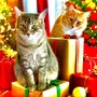 Catnip Christmas