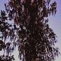 birch trees (Explicit)