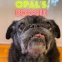 Opal's Boogie