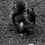 Dark Squirrel