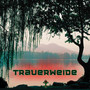 Trauerweide (Explicit)