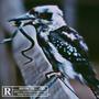 Kookaburra (Explicit)