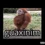 Guaxinim (Explicit)