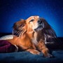 Nighttime Dog Music: Calming Sounds for Sleep