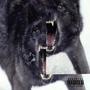 Wolves Coming For Me (Explicit)