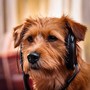 Peaceful Paws: Soothing Music for Dogs