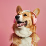 Dog Tunes Lofi: Relaxing Melodies for Canine Ears