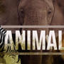 Animal (Explicit)