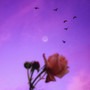 Afternoon Melancholic