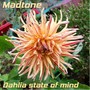 Dahlia State of Mind (Weeds up Me Knees Mix)