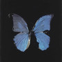 BLUEBUTTERFLY