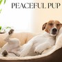 Peaceful Pup
