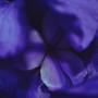 butterfly pea flower