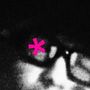 THE BRUTALIZER (Explicit)