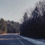 Wind In The Trees