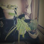 sundays at home with my plants (Explicit)