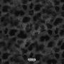 i love it when they run ! - slowed down (feat. evan aloe & evan aloe xo) [Explicit]