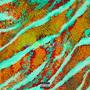 CHAMELEON (Explicit)