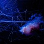 Looped (Live)