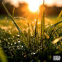 Morning Dew (ep)