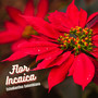 Flor Incaica