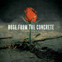 Rose from the Concrete (Explicit)