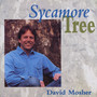 Sycamore Tree