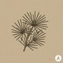 Umbrella Fir