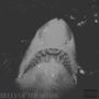 BELLY OF THE SHARK (Explicit)