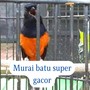 Murai Batu Super Gacor (Live)