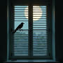 Feathered Friend (feat. Carla K)