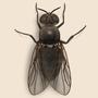 Flies (Explicit)