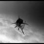 LA REPELA (feat. Crissmaa) [Explicit]