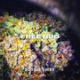 Free Bud (Explicit)