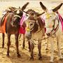 Blackpool Donkey