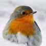 Sunder Rat Hai