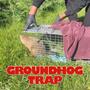 Groundhog Trap (feat. Masta Ace) [Explicit]