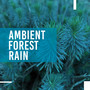 Ambient Forest Rain